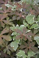 Aegopodium podagraria variegatum - Variegated Ground Elder with Geranium foliage - Southwood Lodge 
 