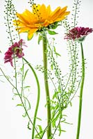Sunflower, Gerberas and seedpods backlit