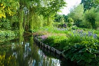 Mill pond framed by plants including Irises, Rodgersias, Lychnis - Ragged robins and tall Salix - Willow trees - Westonbury Mill
