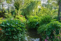 Water channel running through the garden edged with Ligularias, Primulas,  Darmera and Salix - Willow trees - Westonbury Mill Water Garden