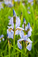 Iris sibirica 'Perry's Blue' - Westonbury Mill
