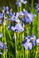 Form of Iris sibirica - Westonbury Mill