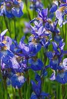 Iris sibirica - Westonbury Mill