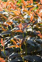 Deep red foliage of Lysimachia ciliata 'Firecracker' - Westonbury Mill