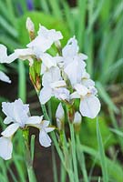 Iris sibirica 'Mrs Rowe' -  Westonbury Mill