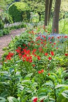 Vivid red Tulipa sprengeri mix with Myosotis - Forget-me-nots and white flowered Paeonia emodi below an avenue of oaks - The Old Rectory
