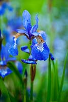 Siberian Iris -  The Old Rectory
