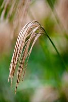 Miscanthus nepalensis -  Himalayan fairy grass