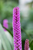 Arpophyllum Giganteum - Bottle brush Orchid, also known as Hyacinth Orchid