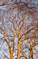 Platanus x acerifolia - London plane tree lit up by the early morning sun