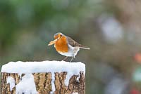 Erithacus rubecula - Robin on a snow covered tree stump feeding on a mealworms