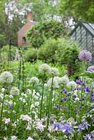 Mixed informal planting with Alliums and Aquilegia at Beechenwood Farm, Hampshire
