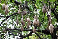 Kigelia africana - Kapok tree