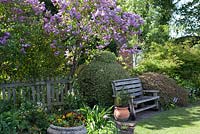 Syringa vulgaris in a cottage garden