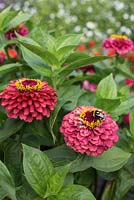 Zinnia 'Queen Red Lime'