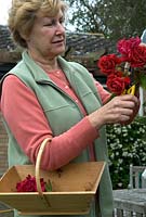 Woman cutting fading blooms from Rosa 'Danse de Feu' to encourage further flowering