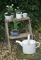 Snowdrops potted up in vintage cups