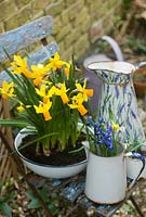 Narcissus 'Jetfire' and Iris reticulata in vintage enamel containers