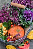 Ornamental Cabbage, Heathers, Squash, pumpkin and rosehips in wire basket