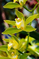 Coelogyne orchid - RHS Wisley Orchid Display