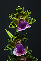 Zygopetalum - Orchids