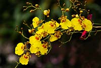 Oncidium orchid - RHS Wisley