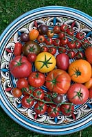Mixed tomatoes in bowl - kumato, aranca, zebrino, chocolate cherry, luca, jelona and bolzano