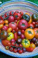 Mixed tomatoes in bowl - kumato, aranca, zebrino, chocolate cherry, luca, jelona and bolzano