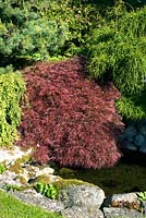 Acer palmatum 'Dissectum Atropurpureum' and small pond