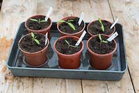 Freshly potted on tomato seedlings being soaked in water filled tray