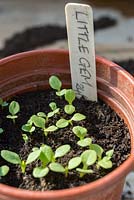 Lettuce 'Little Gem' in pot with plastic plant label