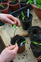 Woman potting on tomato seedlings into 3.5 inch pots