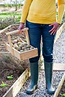 Woman holding a trug of potatoes, Solanum tuberosum 'Marabel'