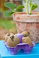 Chitting potatoes Solanum tuberosum 'Marabel' in egg box