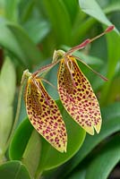 Restrepia 'Citari' - Miniature orchids