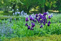 Iris 'Sable' growing with Nepeta racemosa 'Walker's Low', Iris sibirica and yew hedging - Cory Lawn, Cambridge Botanic Gardens