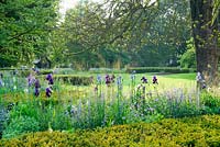 Iris 'Sable' growing with Nepeta racemosa 'Walker's Low', Iris sibirica, Stipa gigantea, Geranium 'Brookside and yew hedging - Cory Lawn, Cambridge Botanic Gardens.