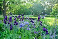Iris 'Sable' growing with Nepeta racemosa 'Walker's Low', Iris sibirica, Stipa gigantea, Aquilegias and yew hedging - Cory Lawn, Cambridge Botanic Gardens