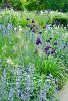 Iris 'Sable' growing with Nepeta racemosa 'Walker's Low', Iris sibirica, Stipa gigantea camassias and yew hedging - Cory Lawn, Cambridge Botanic Gardens