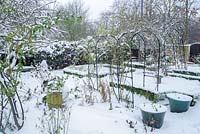 View of formal town garden after snow. Box edging and rose hips of Rosa 'Meg' growing over garden arches - Rhadegund House, New Square, Cambridge