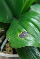 Phalaenopsis orchid leaf with dead patches  caused by condensation water droplets falling on to leaf in winter