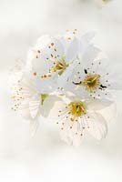 Prunus cerasifera - Cherry plum blossom