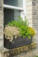 Herb trough on window ledge with thyme, origano, sage and rosemary