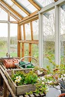 Bench in lean to greenhouse with Primulas waiting to be planted - The Mill House, Little Sampford