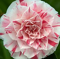 Camellia x williamsii 'Carter's Sunburst' 