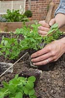 Step by Step planting of Pea 'Kelvedon Wonder'