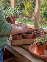 Step by Step potting on Pelargonium sidoides
