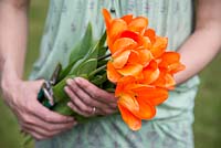 Woman holding bunch of Tulipa 'Orange Emperor'
