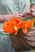 Woman holding basket of Tulipa 'Orange Emperor'