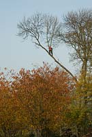 Tree surgeon with a chainsaw on a high branch, November - Swaffam Prior